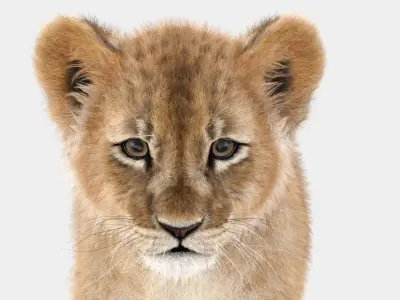  Lion Family 3D Models Rigged and Animated Bundle Lion Lioness and Cub 