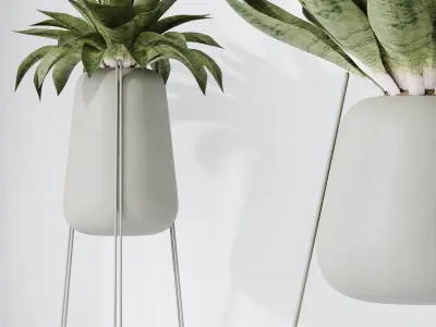 HousePlants Snake Green Sansevieria Trifasciata Robusta Set02 3D model