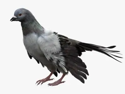  Gray Dove Fur Animated Rigged 