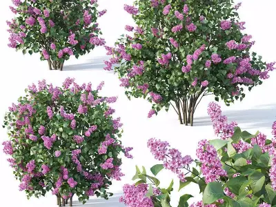 Lilac Syringa vulgaris Nr5 - Three sizes 3D model