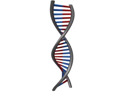 DNA Molecule v1 008 Low-poly 3D model