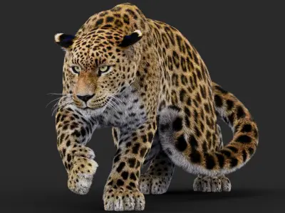  Rigged Leopard 3D Model 