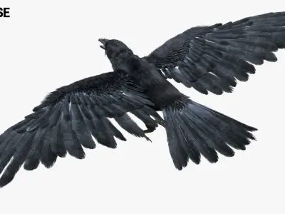  Crow Fur Anatomy 3D 