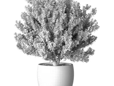 Decorative flowering garden tree in a rattan pot Provence style 3D model