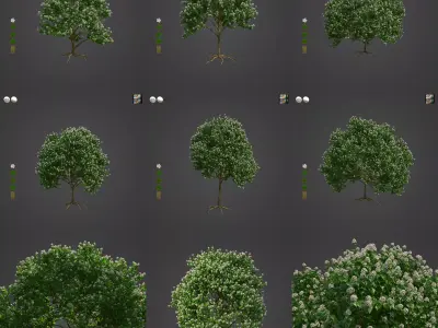 2021 PBR River Wild Pear Collection - Dombeya Kirkii 3D model