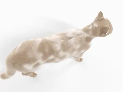  Cat Body, Skeleton and Organs 