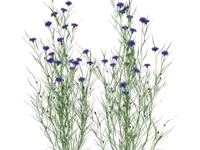 knapweed flower 3D model