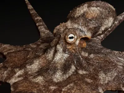  Octopus Multicolor 3D Model 