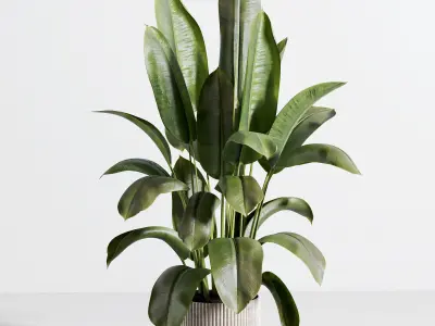  indoor plant 572 3D model