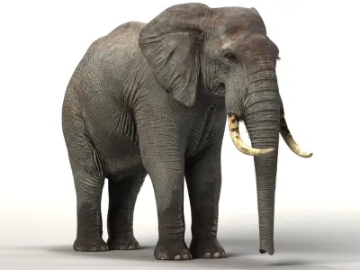  Elephant Rigged 