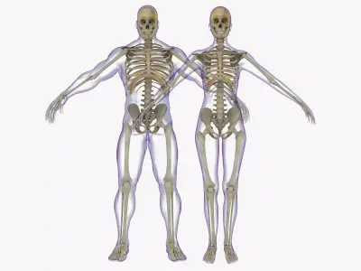 Full Male And Female Skeleton Anatomy 3D model