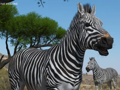 African Zebra Fur for Maya 