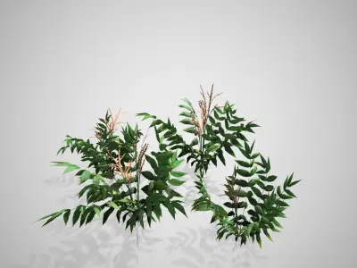 False Spirea Cluster bush Low-poly 3D model