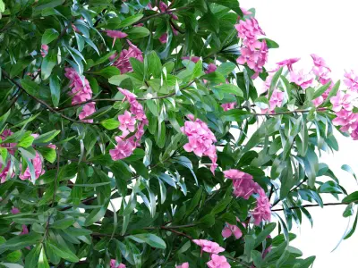 Outdoor garden plant tree shrub flower bed with lilac flowers 3D model