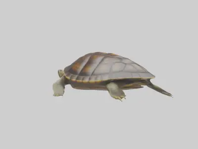 Japanese Pond Turtle swimming model Low-poly 3D model