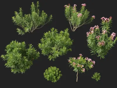 HighpolyLowPoly - Nerium oleander - Rosebay 01 Low-poly 3D model