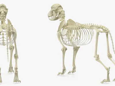  Dog Skeleton Anatomy 