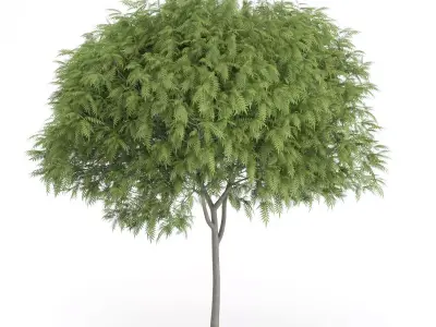 Staghorn Sumac Tree Rhus typhina 3D model