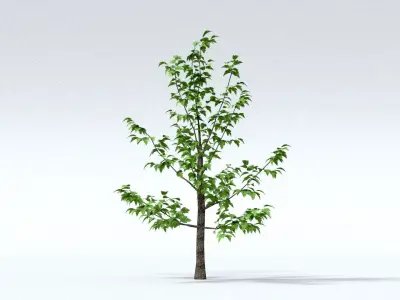 laos Norway Maple Acer platanoides 3D model