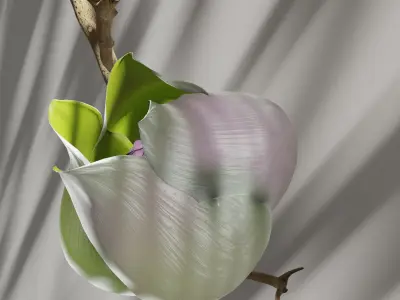 Blooming Rose Animation 3D model