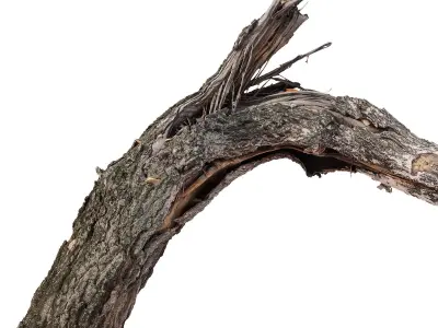 Broken birch Low-poly 3D model