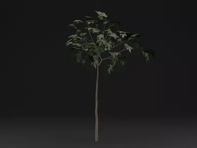 Sapling Tree Low-poly 3D model