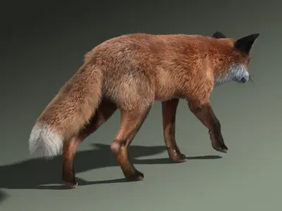  Red Fox(FUR)(RIGGED) 