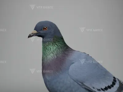  Pigeon Animated for Maya 