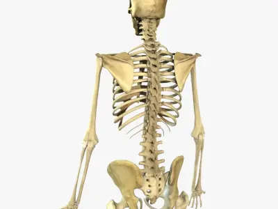 Human Skeleton Full Body 3D model