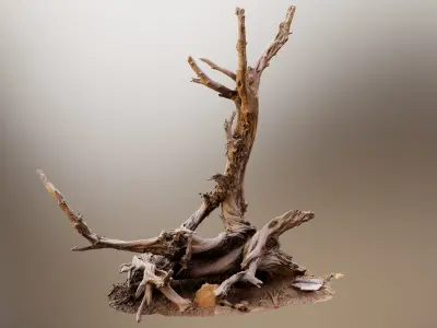 Dry Root 3D model