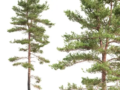  Pinus Sylvestris Pack #2 