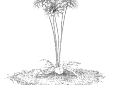 Pink Chrysanthemum Flowers Argyranthemum frutescens 3D model