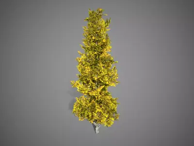 Lombardy Poplar Fall Tree Low-poly 3D model