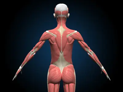 Female Muscular Skeletal - Advanced Rig 3D model