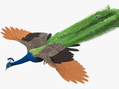  Pavo Cristatus "Indian Peacock" 