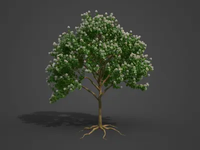 2021 PBR River Wild Pear Collection - Dombeya Kirkii 3D model