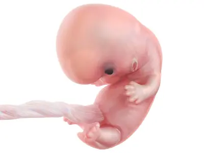  Fetus Anatomy Week 8 Animated 