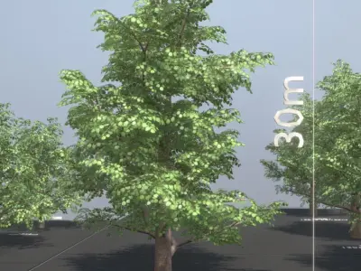 Empress-Tree Package Low-poly 3D model