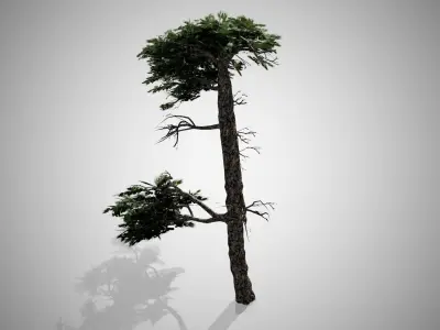 Huangshan Pine Tree Low-poly 3D model