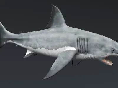  Great White Shark Slow Swim Rigged For Maya Animated 