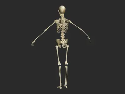 Female Skeleton 3D model