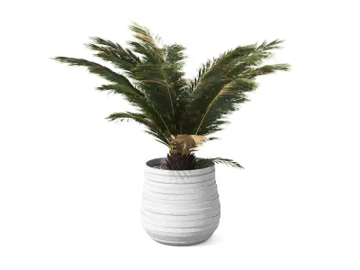 Palm Boho Low-poly 3D model