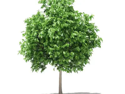 Pomelo Tree 3D model