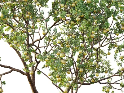 AV Fruit Trees Malus Apple Yellow and Orange Arancio 3D model