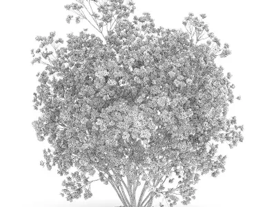 Flowering Quince Plant Chaenomeles 3D model