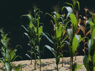  Corn Plants 15 Types in 5 Ages - PBR AssetKit 