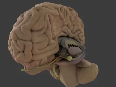 Central Nervous System with Skeleton Female 3D model