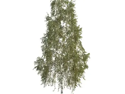 Betula pendula 201SU 3D model