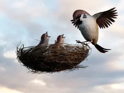 Birds Model - Scene 3D model - Bird  3D model