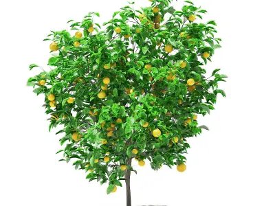 Grapefruit Tree with Fruits 3D model